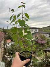 Kuchenbaum katsura cercidiphyl gebraucht kaufen  Krautheim