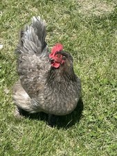 marans copper for sale marans copper for sale Orrick