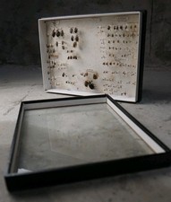 Antique bugs entomology for sale  ARMAGH