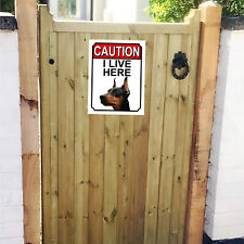 Caution live doberman for sale  MANSFIELD