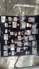 Cypraea belle collection d'occasion  Monistrol-sur-Loire