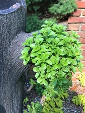 Plants green carpet for sale  Scranton