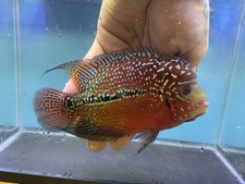 Breeding pair kamfa for sale  Winston Salem
