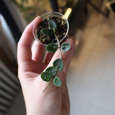 Hoya serpens vaso usato  Pavia