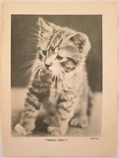 Gatti kitten cats usato  Foligno