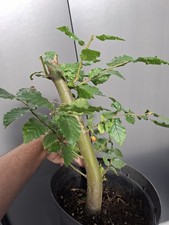 Yamadori hornbeam.bonsai tree for sale  LIVERPOOL
