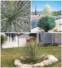 Semi yucca elata usato  Nizza di Sicilia