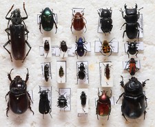 Käfer kroatien gebraucht kaufen  Halle