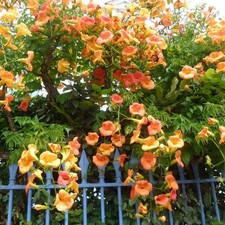Campsis grandiflora bignone d'occasion  Pouzauges