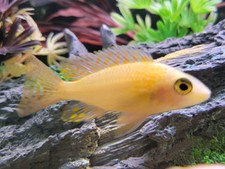 Dragon blood african for sale  Fort Lauderdale