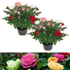 Rose indoor quattro for sale  GLASGOW
