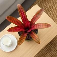Hamber eyes bromeliad for sale  Homestead