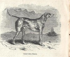 Stampa antica cane usato  Lecco