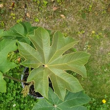 Tetrapanax papyrifer rice for sale  HAYES