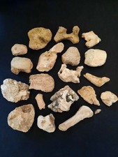 Höhlenbär ursus spelaeus gebraucht kaufen  Zeitz