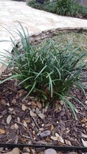 Liriope plant bare d'occasion  Expédié en Belgium