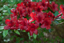 Midnight flare azalea for sale  Mobile