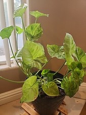 Arrowhead live plant for sale  North Las Vegas