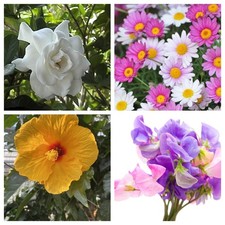 Samenset sparpaket gardenia gebraucht kaufen  Sulzbach-Rosenberg