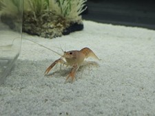 Volcano cherax crayfish for sale  Brooksville