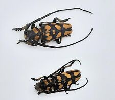 Cerambycidae eutaenia corbetti gebraucht kaufen  Wadern