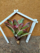 Neoregelia concentrica albomar usato  Spedire a Italy