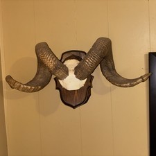 Texas dall ram for sale  Mayfield