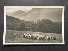 Gathering fell sheep for sale  WORKINGTON