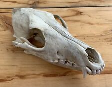 Coyote skull nature for sale  Big Timber