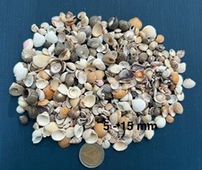 100x mini muscheln gebraucht kaufen  Triefenstein