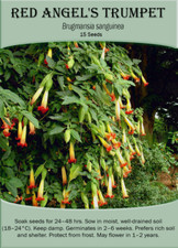 Red angel trumpet for sale  PAIGNTON