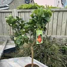 Citrus blood orange for sale  HELSTON