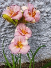Hemerocallis blushing bluebell for sale  LAMPETER
