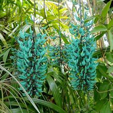 Jade vine germinated for sale  Shipping to Ireland