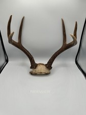 Matched set deer for sale  Corvallis