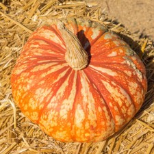 One many pumpkin for sale  Spring City