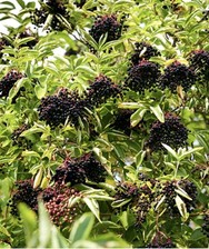 Wild elder sambucus for sale  BARKING