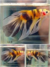 Male betta live for sale  Clemmons