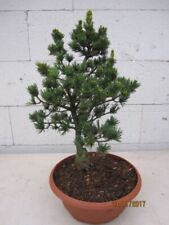 Pinus parviflora gyokkasen gebraucht kaufen  Zetel