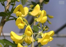 Laburnum anagyroides gemeiner gebraucht kaufen Laburnum anagyroides gemeiner gebraucht kaufen  Zetel