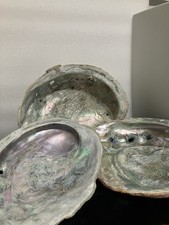 Abalone shell lot for sale  Stratford