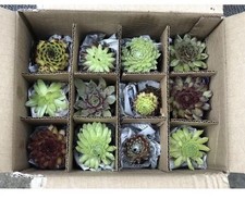 Sempervivum mix large for sale  WARRINGTON