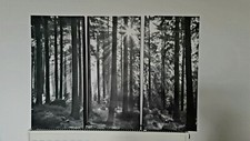 Forest black white for sale  PETERBOROUGH
