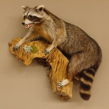 Waschbär präparat ffener gebraucht kaufen  Nagel