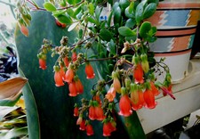 Kalanchoe suzannae red for sale  San Clemente