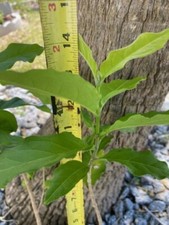 Peanut butter seedling for sale  Melbourne