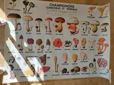 Affiche scolaire champignons d'occasion  Herbault