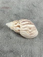 Japanese land snail for sale  League City