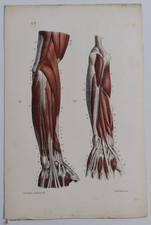 Anatomie myologie région d'occasion  Limoges-