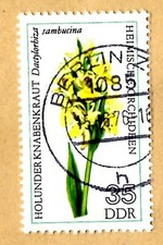 Ddr holunder knabenkraut gebraucht kaufen  Köln
